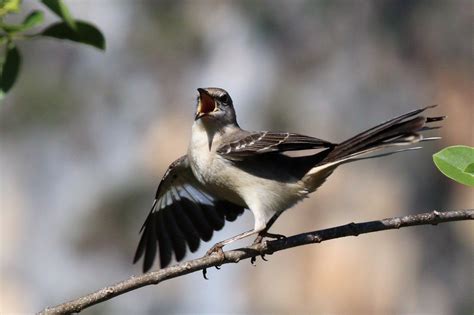  Zenzontle : Un Oiseau Mystique Chantant la Légende de l'Amour Perdu !